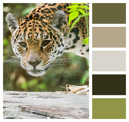 Nature Predator Animal Big Cat Mammal Fauna Panther Leopard Wildlife Wild Animal Image